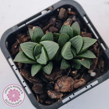 Load image into Gallery viewer, Haworthia Heidelbergensis - John & Norma's Succulents Australia
