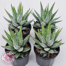 Load image into Gallery viewer, Haworthiopsis attenuata 'Wide Zebra'