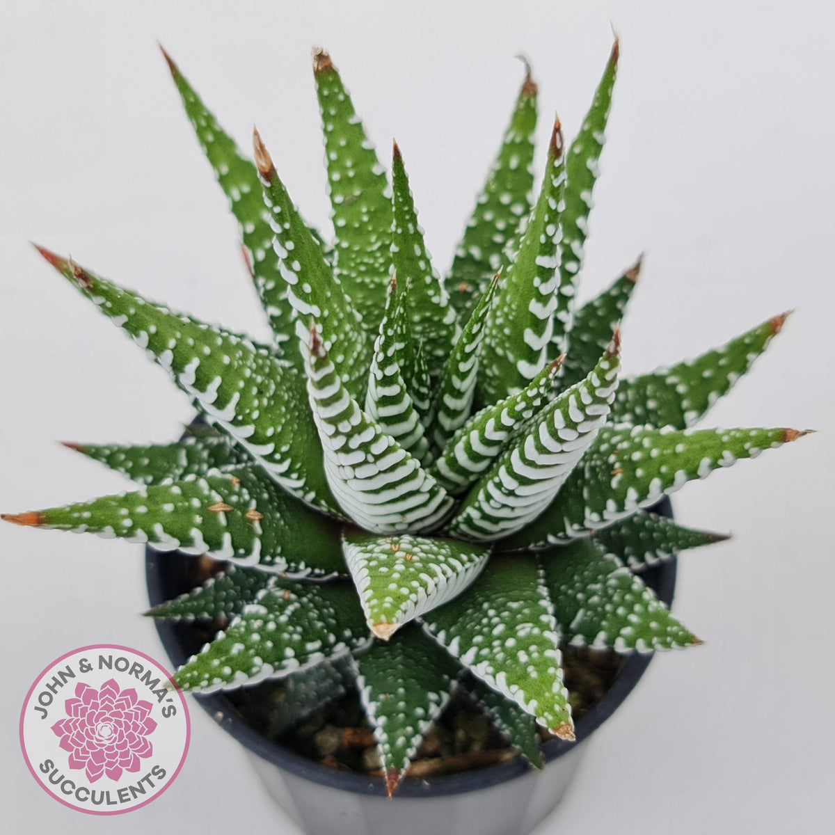 Haworthiopsis attenuata 'Wide Zebra'