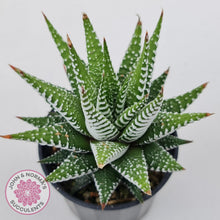 Load image into Gallery viewer, Haworthiopsis attenuata 'Wide Zebra'