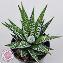 Load image into Gallery viewer, Haworthiopsis attenuata 'Wide Zebra'