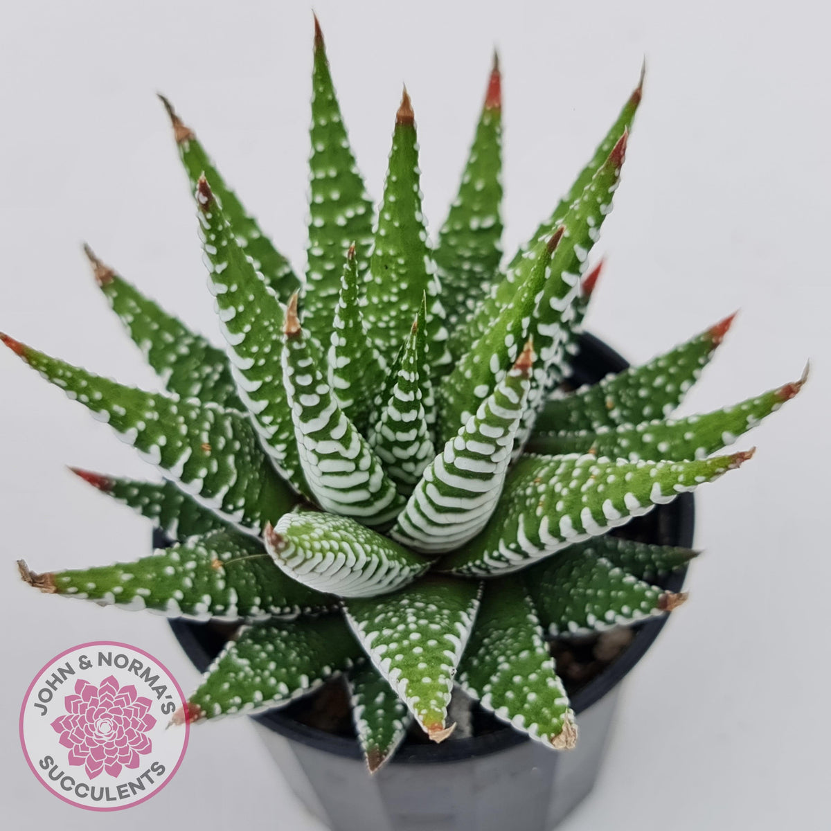 Haworthiopsis attenuata 'Wide Zebra'