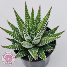 Load image into Gallery viewer, Haworthiopsis attenuata 'Wide Zebra'