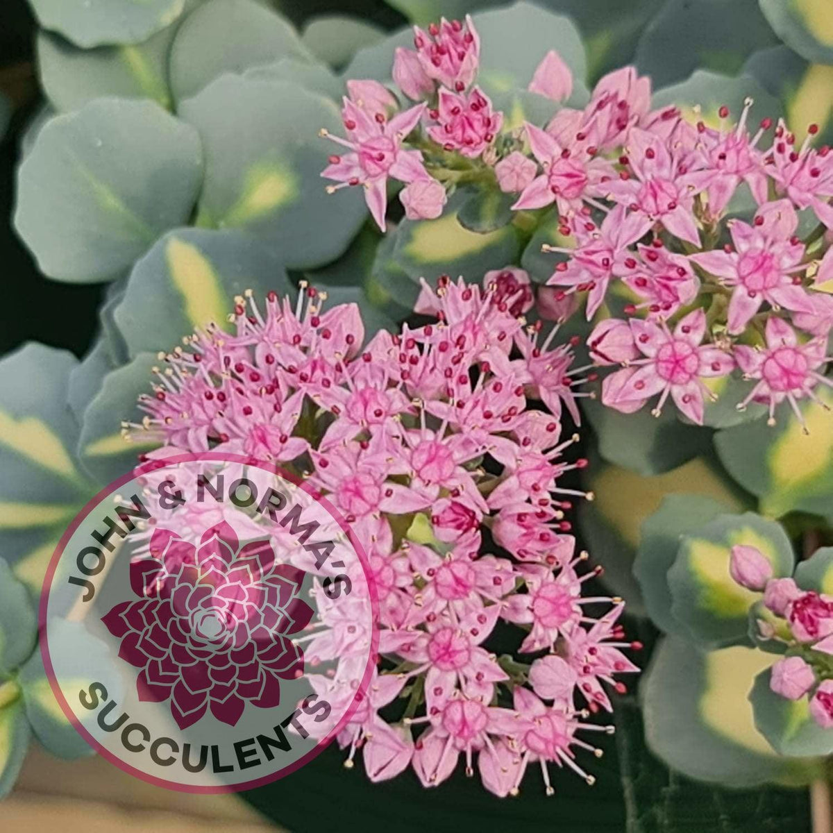 Hylotelephium sieboldii f. variegatum aka Sedum sieboldii variegata