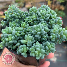 Load image into Gallery viewer, Sedum dasyphyllum Lilac Mound - John & Norma's Succulents