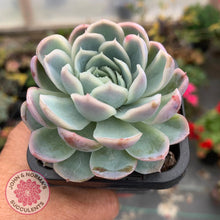 Load image into Gallery viewer, Echeveria Elegans 'Mexican Snowball' - John & Norma's Succulents
