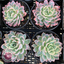 Load image into Gallery viewer, Echeveria Violet Queen - John & Norma's Succulents