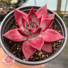 Load image into Gallery viewer, Echeveria Agavoides Romeo Rubin - Large - John & Norma's Succulents