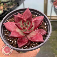 Load image into Gallery viewer, Echeveria Agavoides Romeo Rubin - Large - John & Norma's Succulents