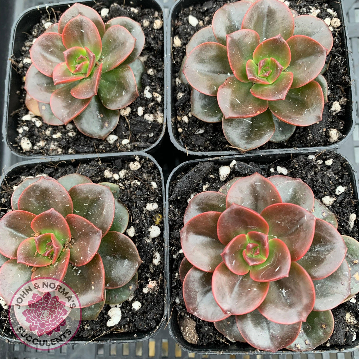 Echeveria 'Melaco'