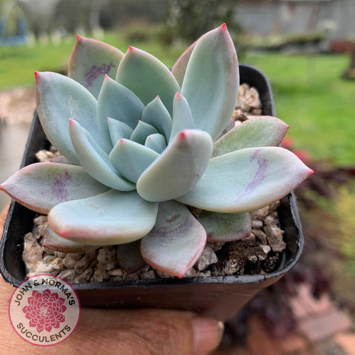 Echeveria 'Candy Heart'