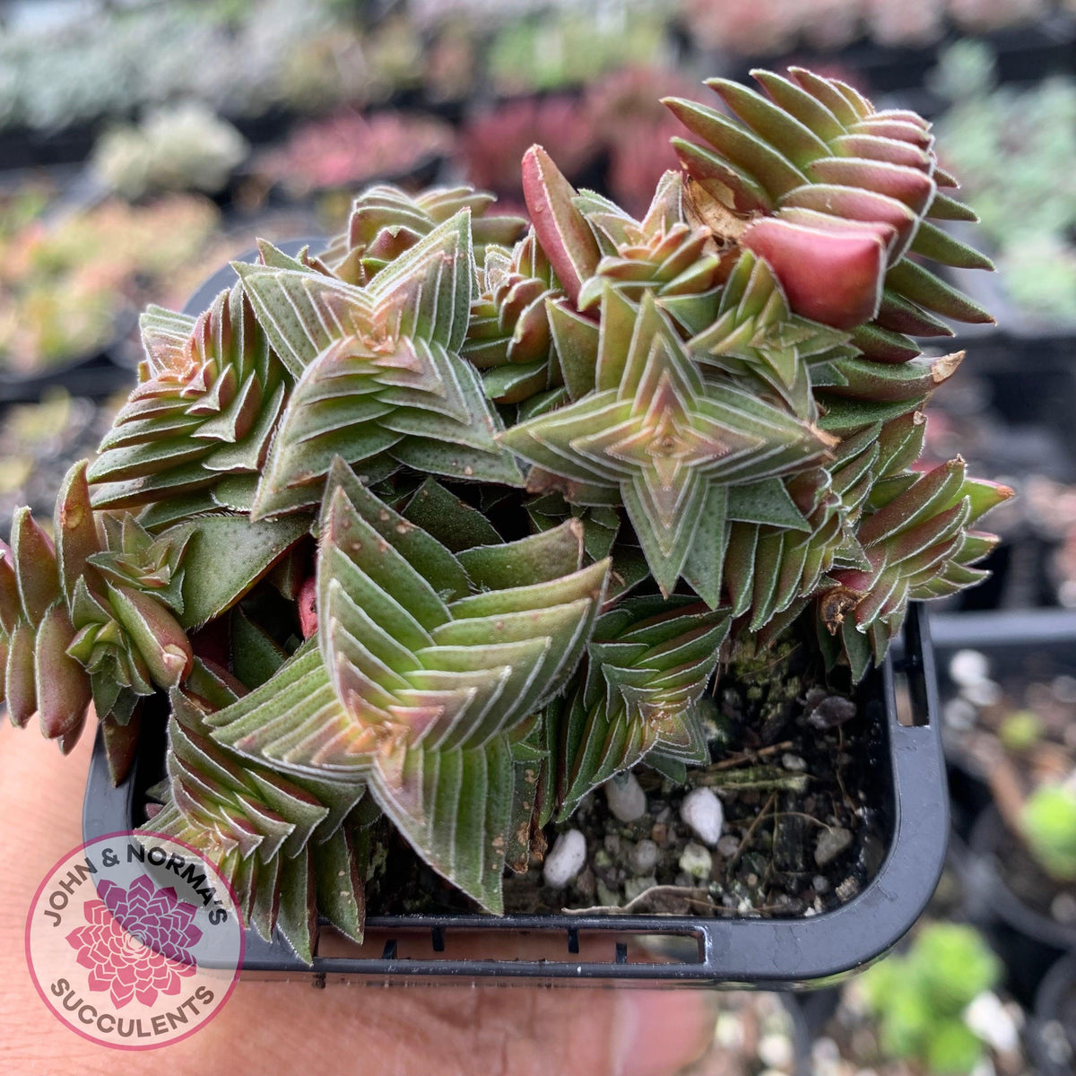 Crassula capitella ssp thyrsiflora