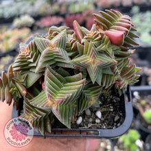 Load image into Gallery viewer, Crassula capitella ssp thyrsiflora - John & Norma's Succulents