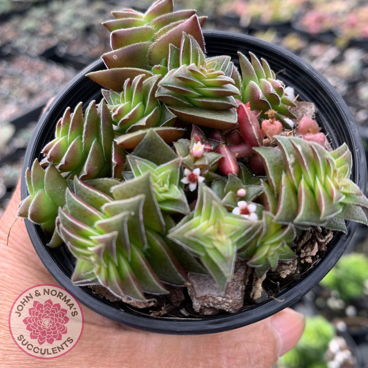 Crassula capitella ssp thyrsiflora