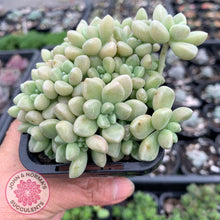 Load image into Gallery viewer, Graptopetalum mendozae - Multi Heads - John & Norma's Succulents