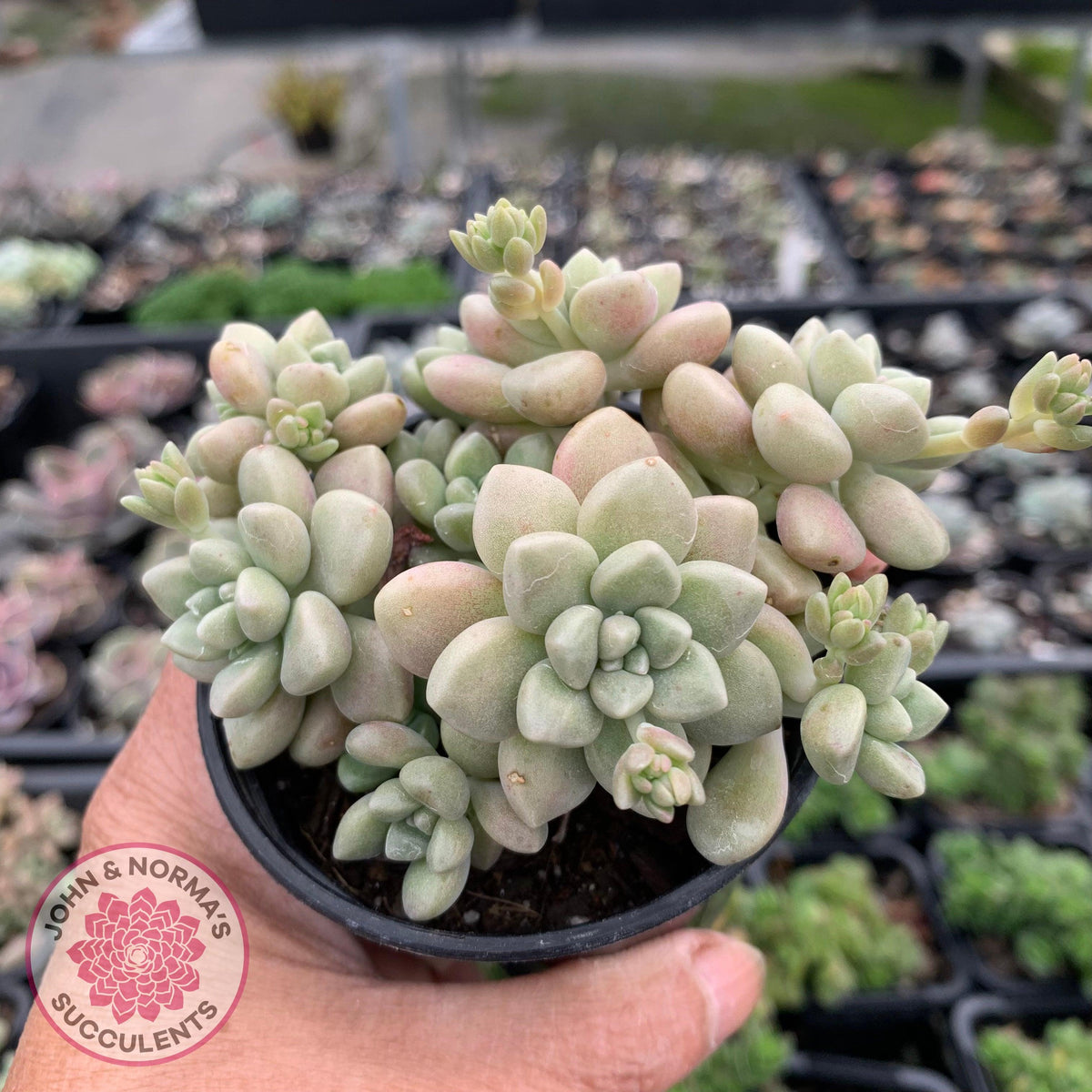 Graptopetalum mendozae