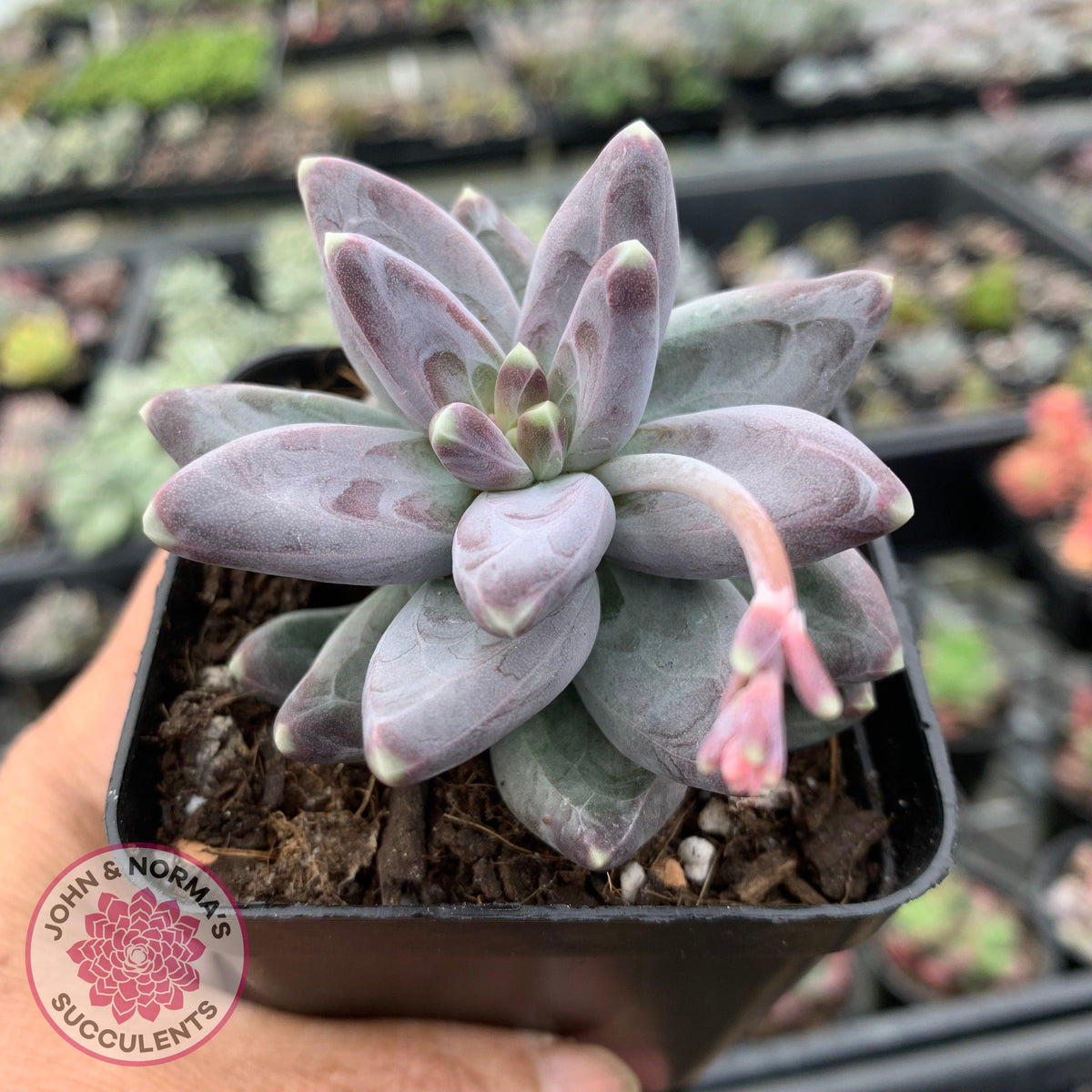 Pachyphytum compactum