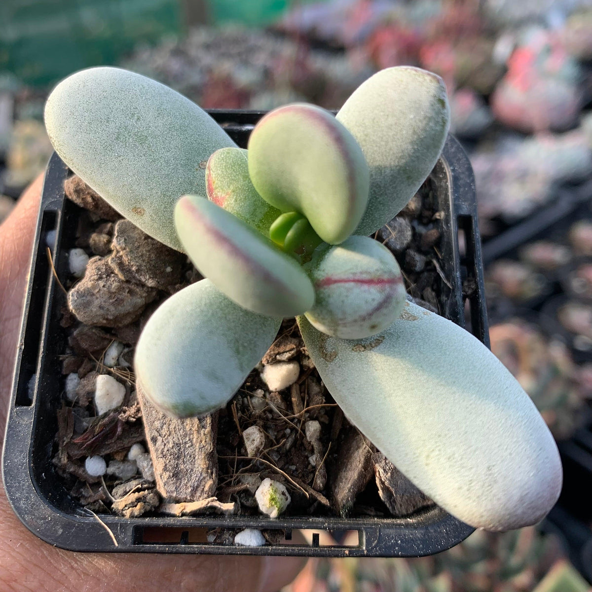 Cotyledon Oophylla - Asian Round Form