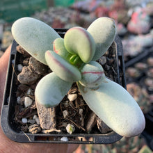 Load image into Gallery viewer, Cotyledon Oophylla - Asian Round Form - John & Norma's Succulents