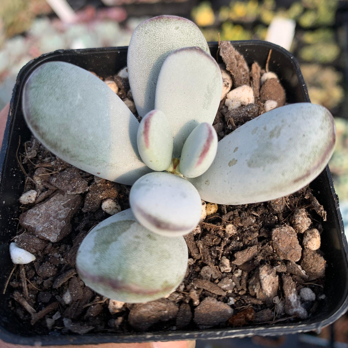Cotyledon Oophylla - Asian Round Form
