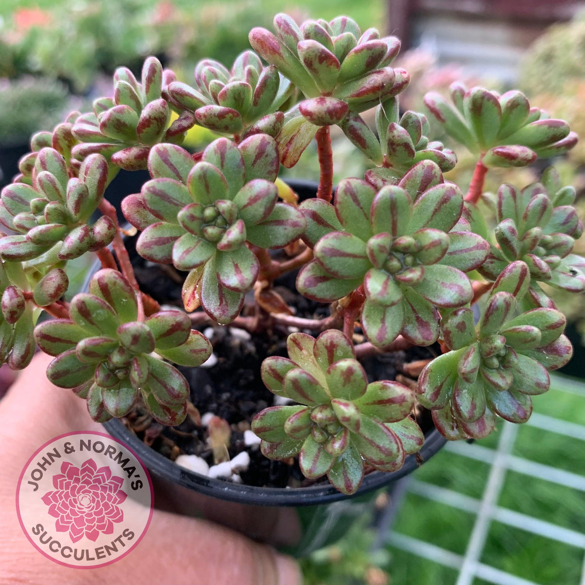 Aeonium sedifolium