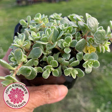 Load image into Gallery viewer, Sedum Makinoi Variegata - John & Norma's Succulents