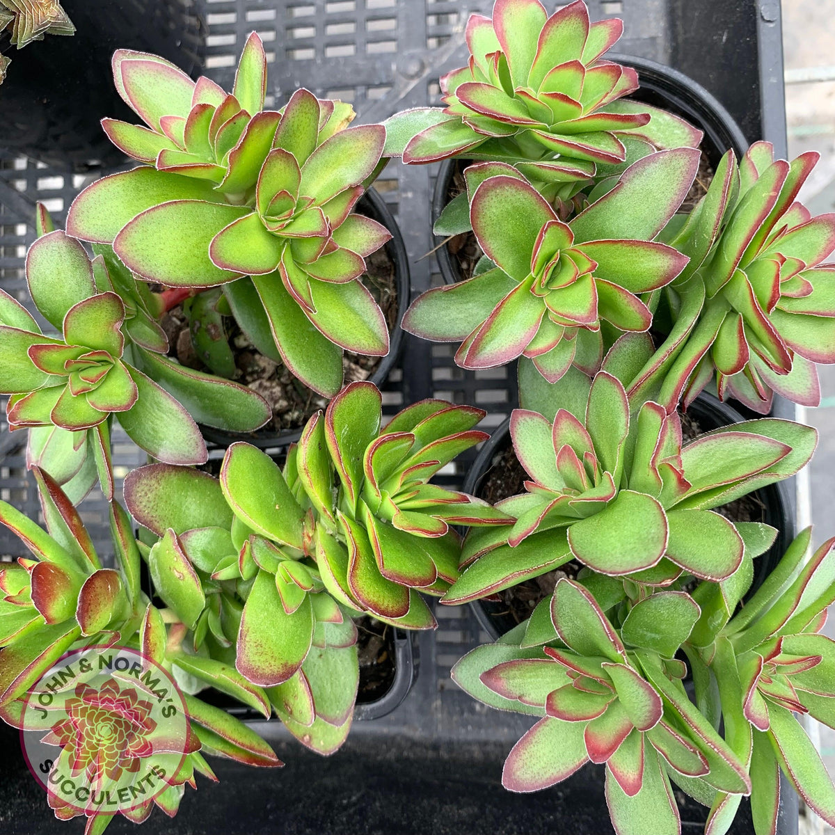 Crassula dejecta