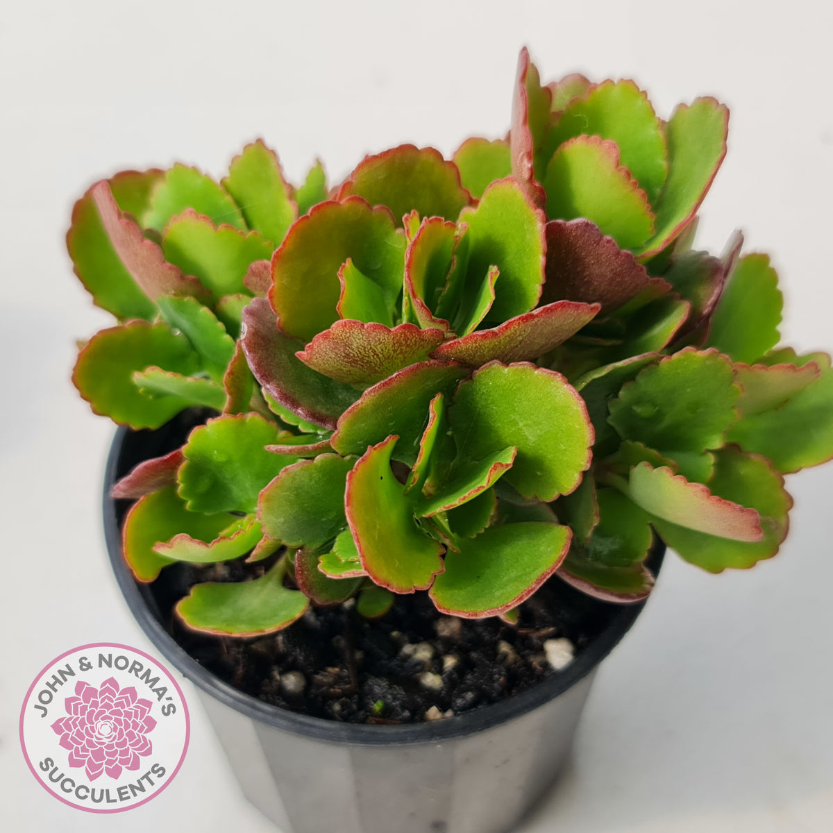 Kalanchoe Dwarf Hybrid - Hot Pink Flowers