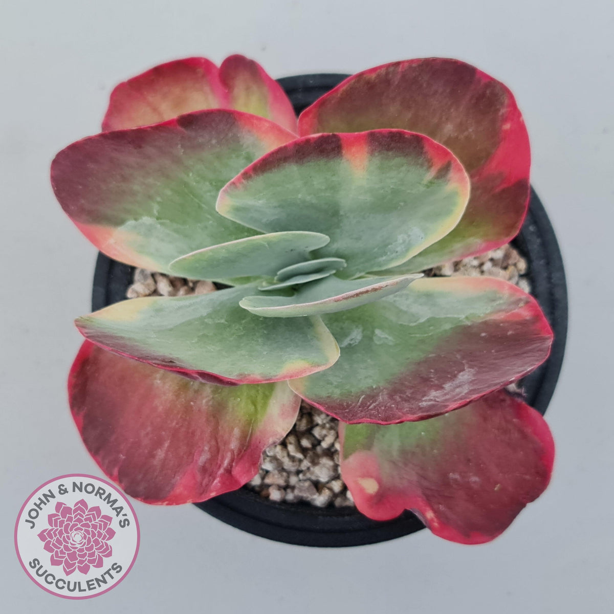 Kalanchoe Luciae 'Fantastic' Variegated Paddle Plant