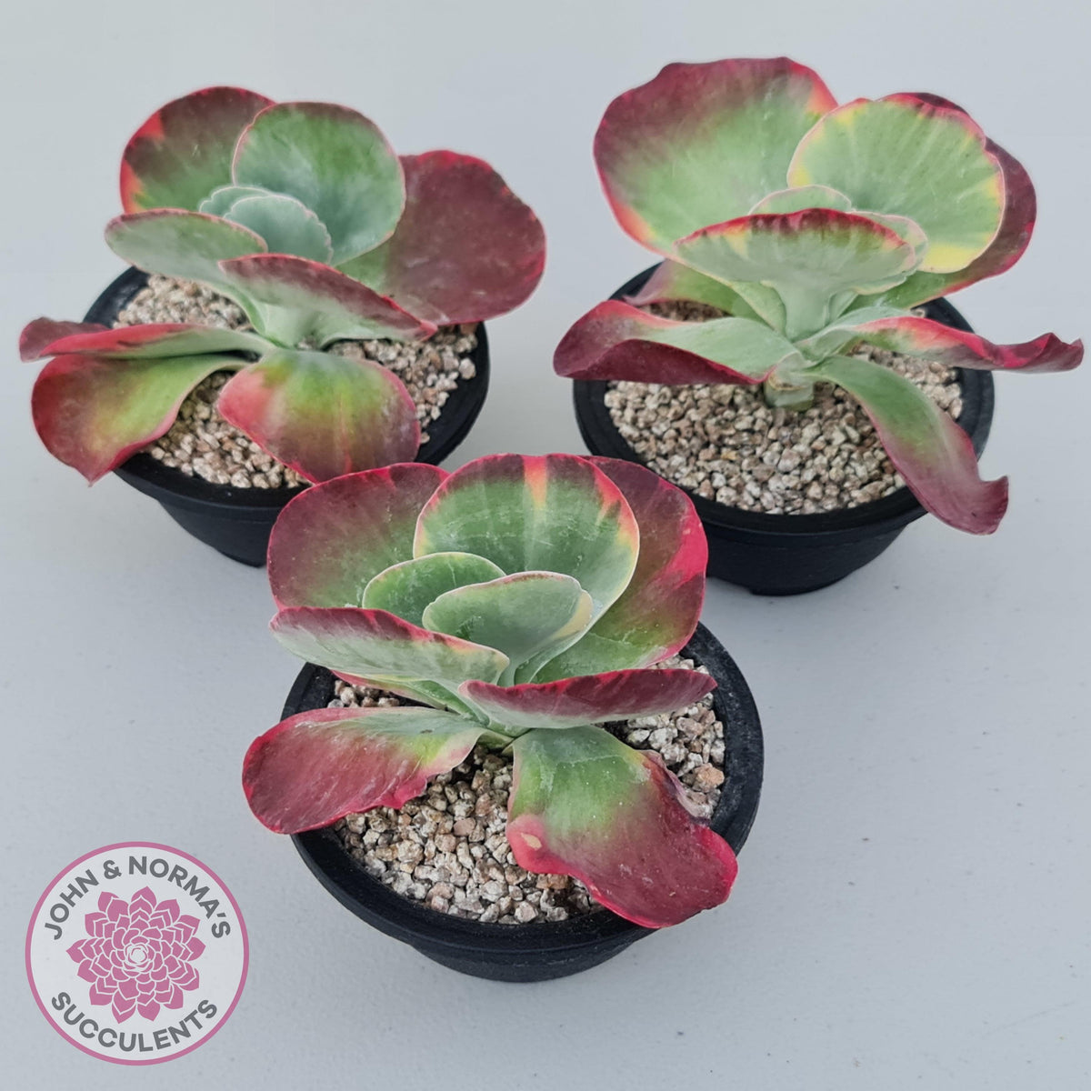 Kalanchoe Luciae 'Fantastic' Variegated Paddle Plant