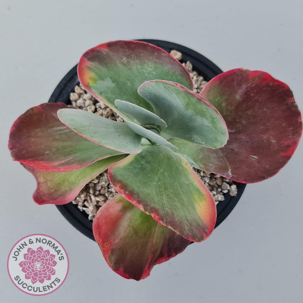 Kalanchoe Luciae 'Fantastic' Variegated Paddle Plant