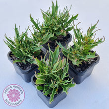 Load image into Gallery viewer, Kalanchoe Tarantula