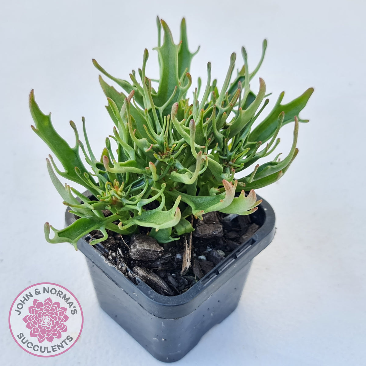 Kalanchoe Tarantula