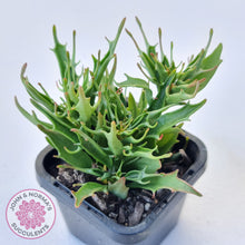 Load image into Gallery viewer, Kalanchoe Tarantula