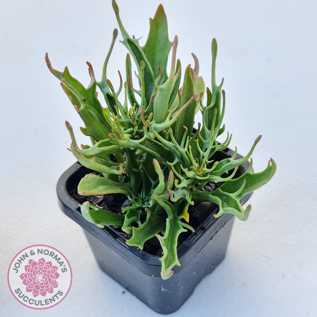 Kalanchoe Tarantula