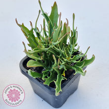 Load image into Gallery viewer, Kalanchoe Tarantula