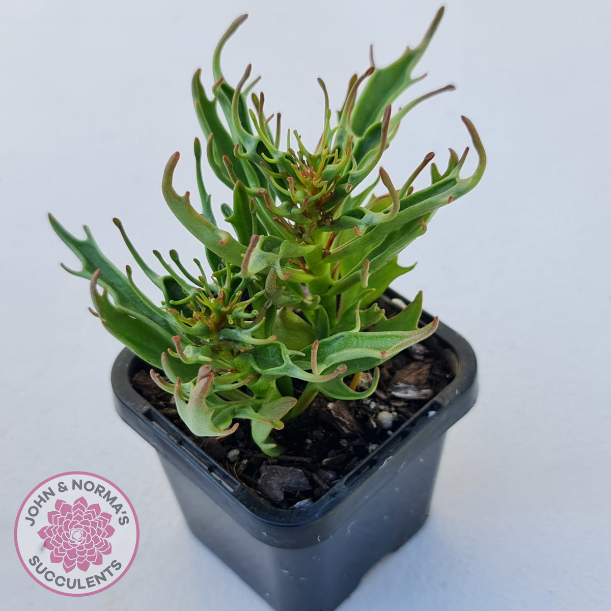 Kalanchoe Tarantula