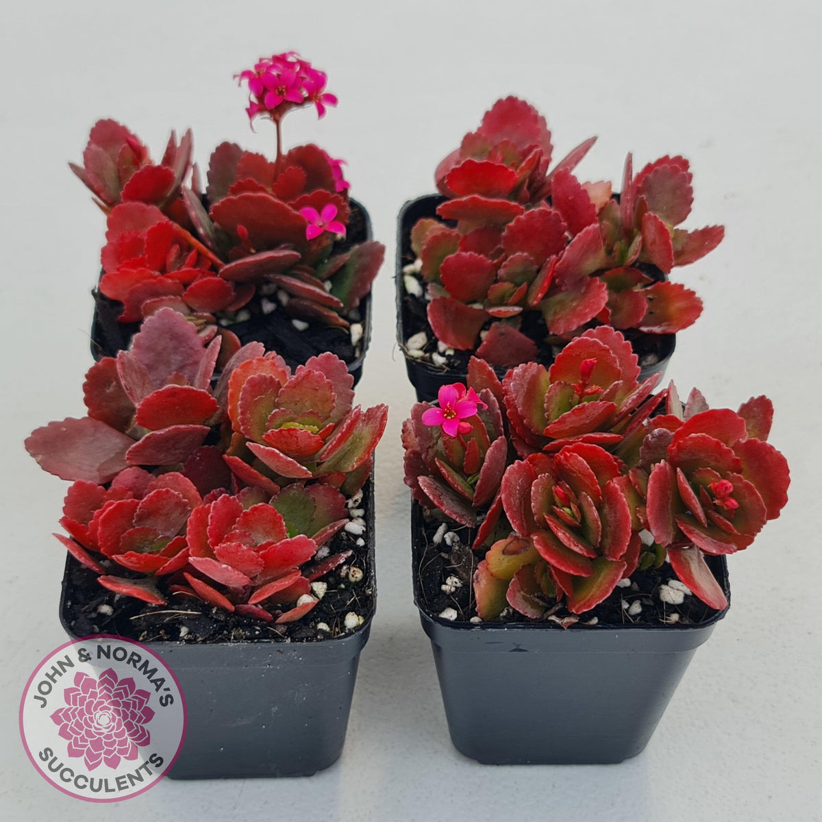Kalanchoe Dwarf Hybrid - Hot Pink Flowers