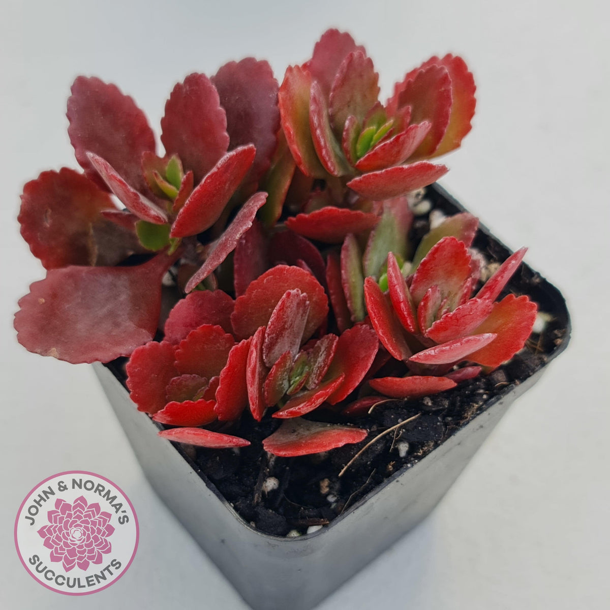 Kalanchoe Dwarf Hybrid - Hot Pink Flowers