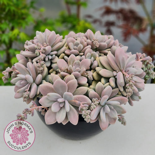 Graptopetalum amethystinum - Lavender Pebbles - John & Norma's Succulents