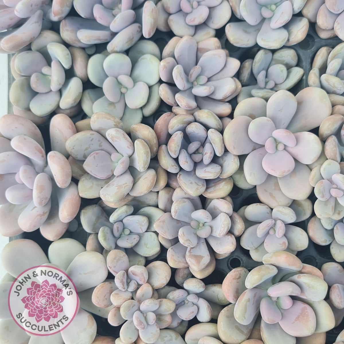Graptopetalum amethystinum - Lavender Pebbles - Cuttings