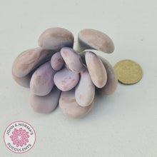 Load image into Gallery viewer, Graptopetalum amethystinum - Lavender Pebbles - Cuttings - John & Norma's Succulents Australia