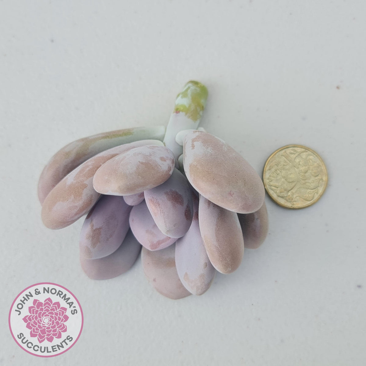 Graptopetalum amethystinum - Lavender Pebbles - Cuttings