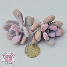 Load image into Gallery viewer, Graptopetalum amethystinum - Lavender Pebbles - Cuttings - John & Norma's Succulents Australia