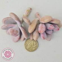Load image into Gallery viewer, Graptopetalum amethystinum - Lavender Pebbles - Cuttings - John & Norma's Succulents Australia