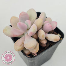 Load image into Gallery viewer, Graptopetalum amethystinum - Lavender Pebbles