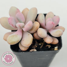 Load image into Gallery viewer, Graptopetalum amethystinum - Lavender Pebbles