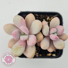 Load image into Gallery viewer, Graptopetalum amethystinum - Lavender Pebbles