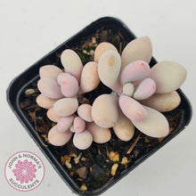 Load image into Gallery viewer, Graptopetalum amethystinum - Lavender Pebbles