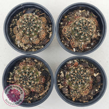 Load image into Gallery viewer, Lobivia arachnacantha red form - John & Norma's Succulents